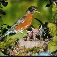 Animal Essences Animal Essences Rotkehlchen (30 Ml)