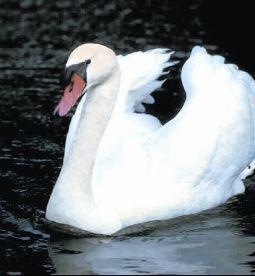 Animal Essences Schwan (Schwan) (30Ml)