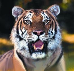 Animal Essences Tiger (30 Ml)