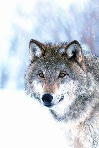 Animal Essences Wolf (30Ml)