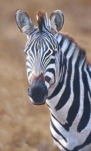 Animal Essences Zebra (30Ml)
