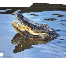 Animal Essences Alligator (30Ml)