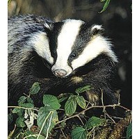 Animal Essences Animal Essences Dachs (Krawatte) (30 Ml)