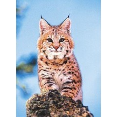 Animal Essences Rotluchs (Amerikanischer Luchs) (30 Ml)