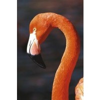 Animal Essences Animal Essences Flamingo (30ml)