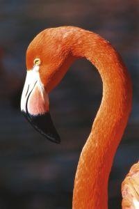 Animal Essences Flamingo (30Ml)