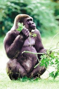 Animal Essences Gorilla (30Ml)