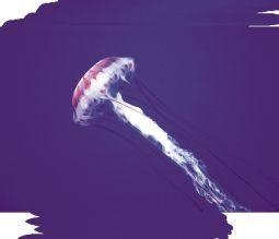 Animal Essences Animal Essences Quallen (Quallen) (30 Ml)