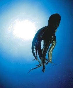Animal Essences Oktopus (30Ml)