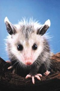 Animal Essences Opossum (Opossum) (30 Ml)