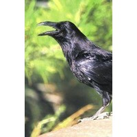 Animal Essences Animal Essences Rabe (Rabe) (30 Ml)