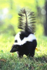 Animal Essences Stinktier (Skunk) (30Ml)