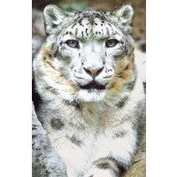 Animal Essences Animal Essences Schneeleopard (30 Ml)