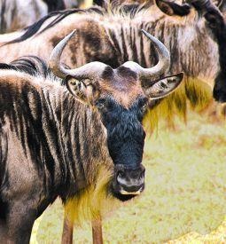 Animal Essences Gnus (30 Ml)