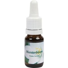 Star Remedies Meisterblume (10 ml)