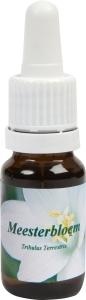 Star Remedies Meisterblume (10 Ml)