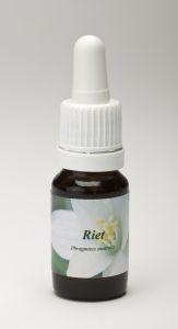 Star Remedies Schilf (10Ml)