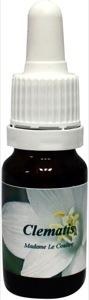 Star Remedies Clematis Madame le coultre (10 Ml)
