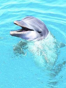 Animal Essences Animal Essences Delfin (Dofline) (30 ml)