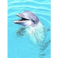 Animal Essences Animal Essences Delfin (Dofline) (30 Ml)