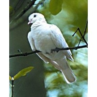 Animal Essences Animal Essences Dove (Taube) (30 Ml)