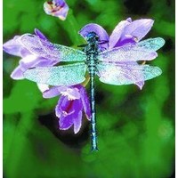 Animal Essences Animal Essences Libelle (Libelle) (30 Ml)