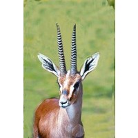 Animal Essences Animal Essences Gazelle (30 Ml)