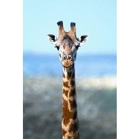 Animal Essences Animal Essences Giraffe (Giraffe) (30 ml)