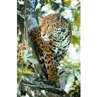 Animal Essences Animal Essences Jaguar (Gepard) (30 Ml)