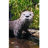 Animal Essences Animal Essences Fischotter (30 Ml)