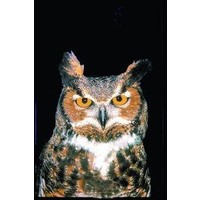 Animal Essences Animal Essences Eule (Eule) (30 Ml)