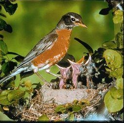 Animal Essences Animal Essences Rotkehlchen (30 Ml)