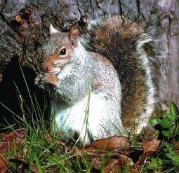 Animal Essences Animal Essences Eichhörnchen (Eichhörnchen) (30 Ml)