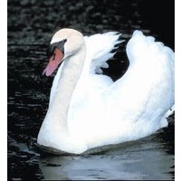 Animal Essences Animal Essences Schwan (Schwan) (30Ml)