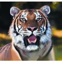 Animal Essences Animal Essences Tiger (30 Ml)