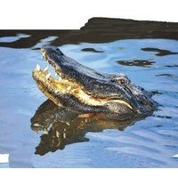 Animal Essences Animal Essences Alligator (30Ml)