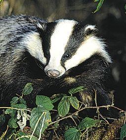 Animal Essences Animal Essences Dachs (Krawatte) (30 Ml)