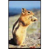Animal Essences Animal Essences Chipmunk (gestreiftes Eichhörnchen) (30 Ml)