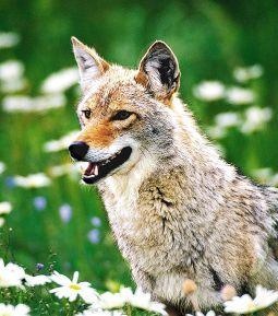 Animal Essences Animal Essences Coyote (Präriewolf) (30 Ml)