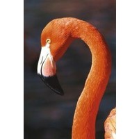Animal Essences Animal Essences Flamingo (30Ml)