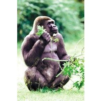 Animal Essences Animal Essences Gorilla (30Ml)