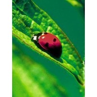 Animal Essences Animal Essences Marienkäfer (Marienkäfer) (30 Ml)