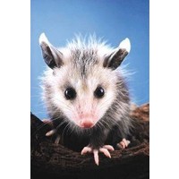 Animal Essences Animal Essences Opossum (Opossum) (30 Ml)