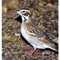 Animal Essences Animal Essences Sparrow (Spatz) (30 Ml)