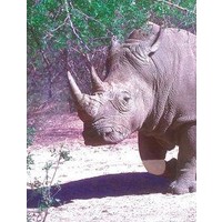 Animal Essences Animal Essences Weißes Nashorn (Weißes Nashorn) (30 Ml)