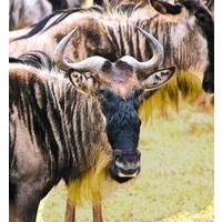 Animal Essences Animal Essences Gnus (30 Ml)