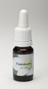 Star Remedies Star Remedies Feuerdorn (10 ml)