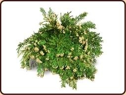 Ruben Robijn Rose von Jericho (1 Stück)