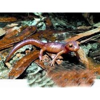 Animal Essences Animal Essences Salamander (30 Ml)