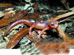 Animal Essences Salamander (30 Ml)